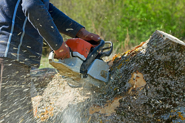 Best Tree Preservation Services  in Edinboro, PA